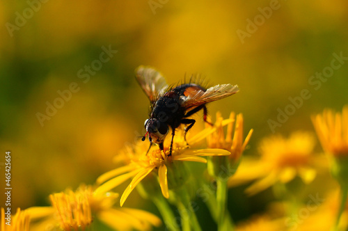 Close-up of a Tachina fly on common ragwort photo