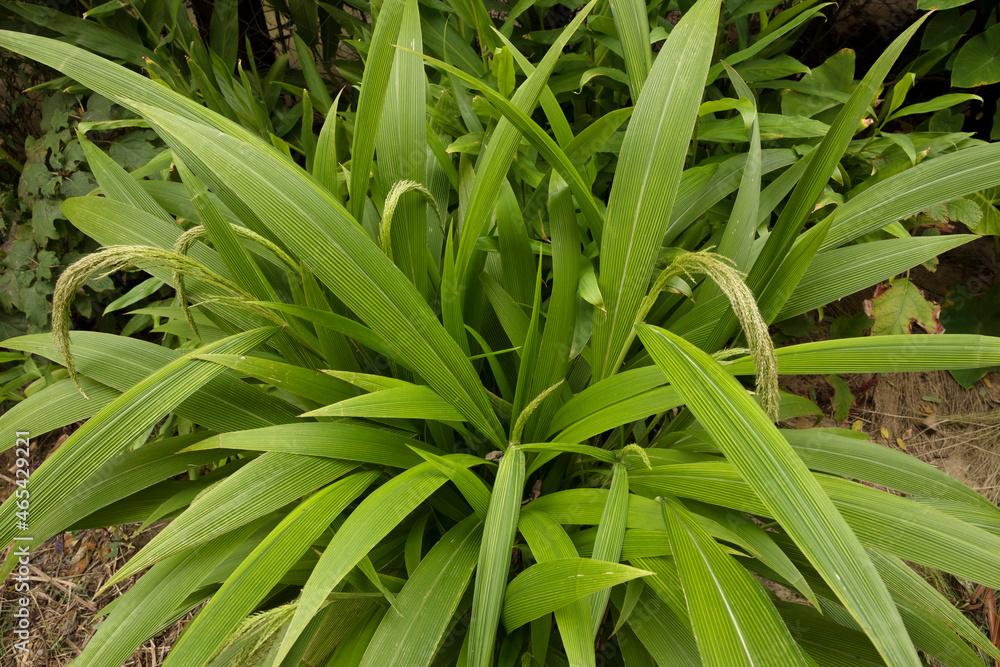 Obraz premium Garden design. Ornamental grasses. Closeup view of Seteria sulcata, also known as Palm Grass, green leaves foliage and flowers, spring blooming in the park.
