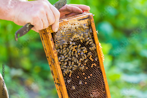 Honey bee frame with queen 