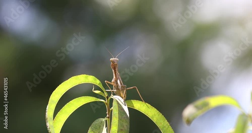 A mantis that transforms into an autumn protective color photo