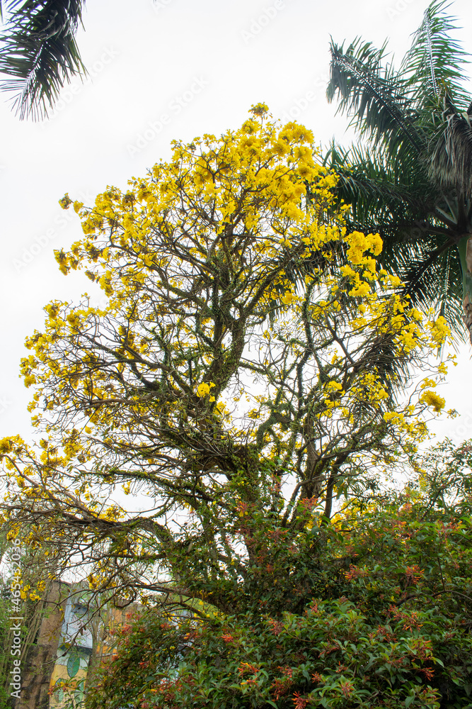 Tabebuia tree branch and yellow tabebuia flower Stock Photo | Adobe Stock