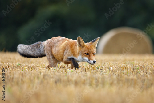 Hungry fox. Red fox, Vulpes vulpes, hunting voles on stubble. Fox running on field after corn harvest. Beautiful orange fur coat animal with long fluffy tail. Wildlife, summer nature. Beast in habitat photo