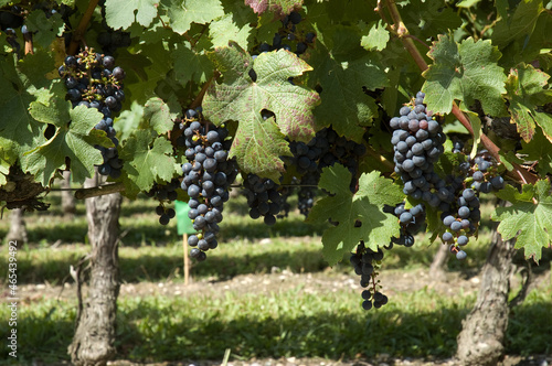 Bild auf Leinwand bunches of grapes for winemaking in france