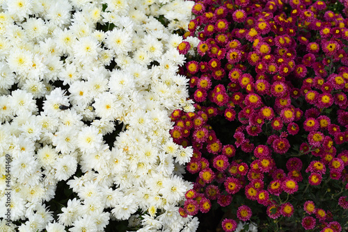 two varieties of chrysanthemum multiflora Brandove White and pink chrysanthemum  photo