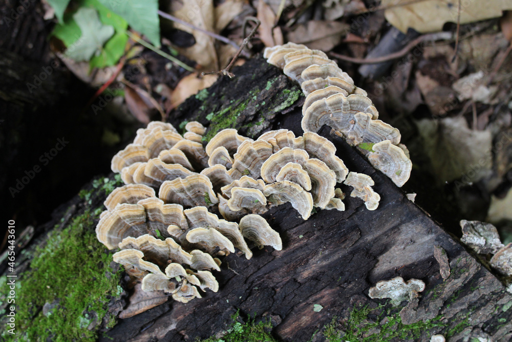 Turkey tail mushrooms on a log with moss at Linne Woods in Morton Grove, Illinois Turkey tail mushrooms on a log with moss at Linne Woods in Morton Grove, Illinois