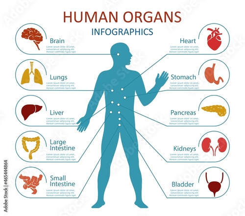 Human organs infographics. Human body anatomy with icons of human internal organs. Isolated. Vector illustration