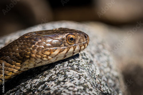 Canvas Print A water snake unaffected by my presence.