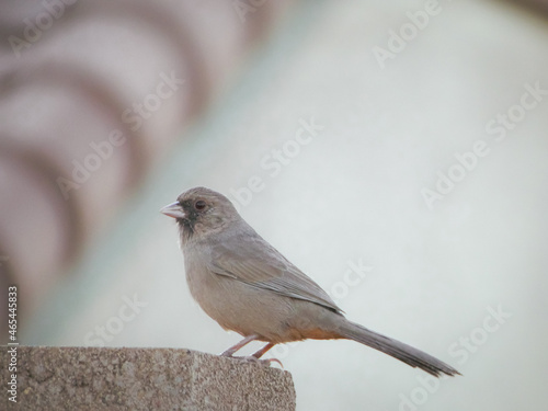 Abert's towhee bird on a brick wall