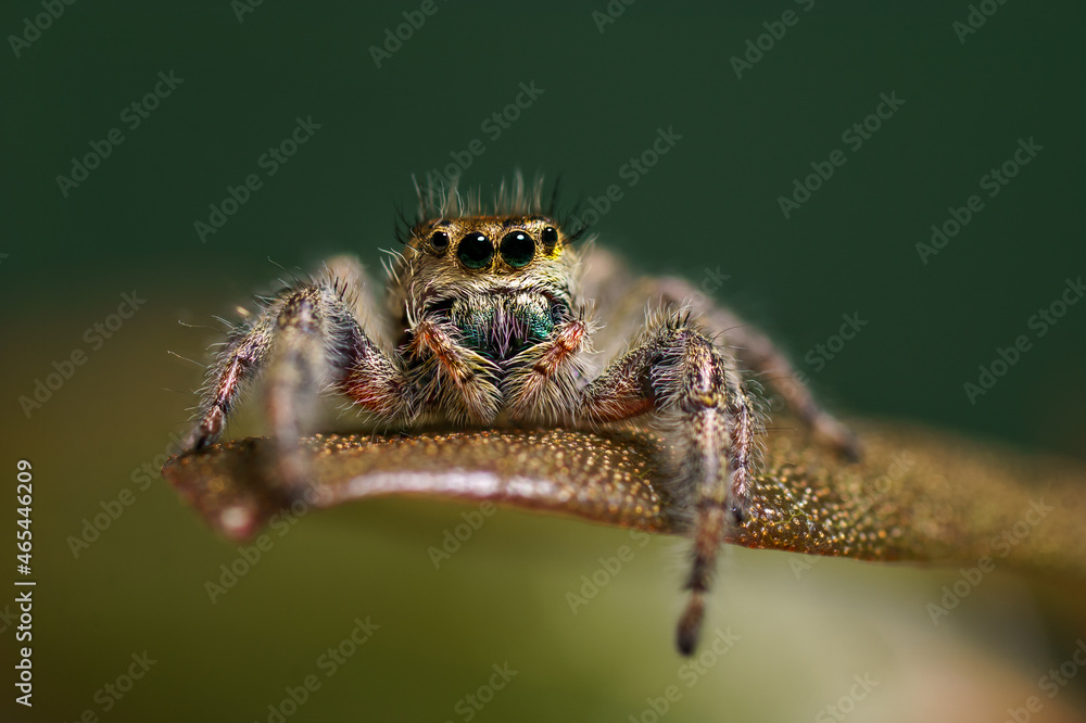 A jumping spider hanging out on a leaf. A jumping spider hanging out on a leaf.