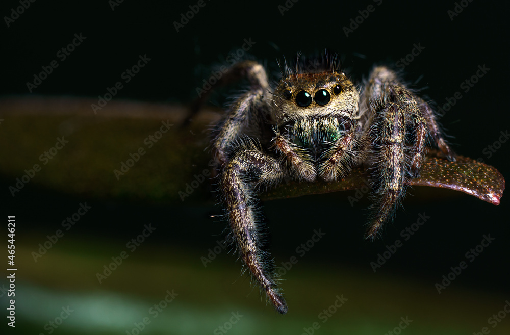 Fototapeta premium A jumping spider hanging out on a leaf.