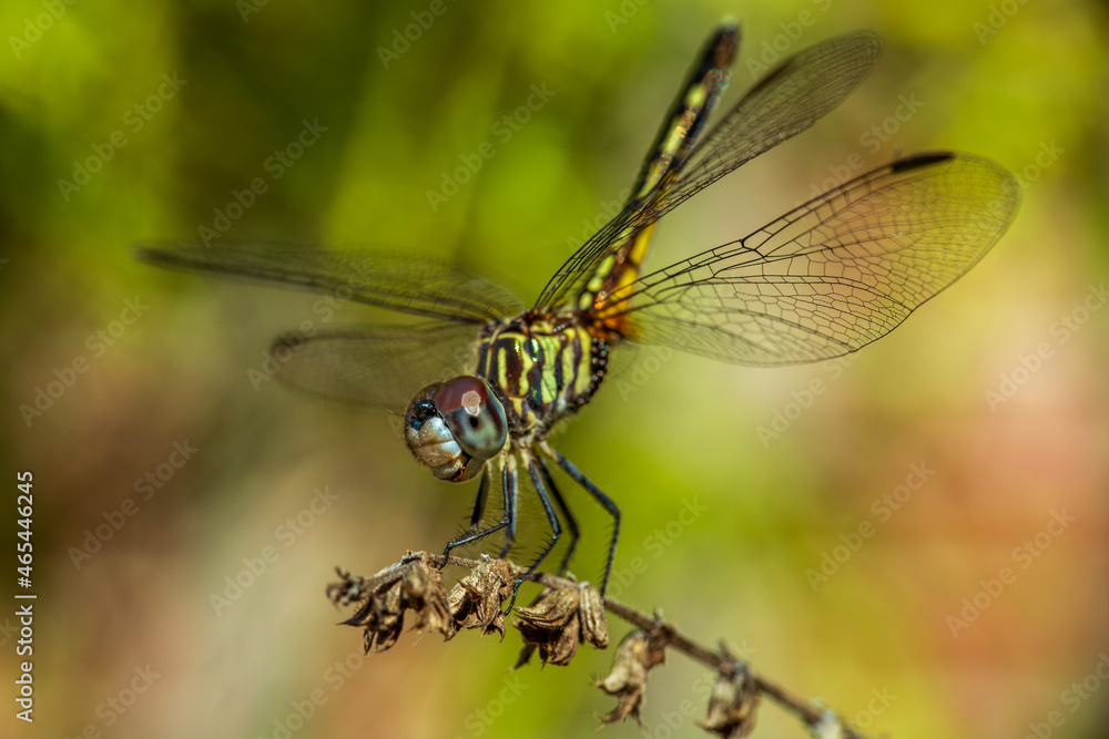 A beautiful dragonfly. A beautiful dragonfly.
