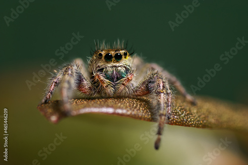 A jumping spider hanging out on a leaf.