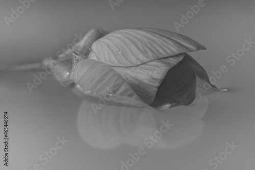 A black and white shot of a rose floating in water.