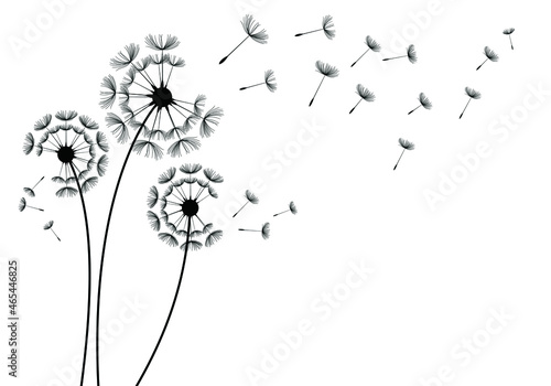 Set of hand drawn dandelion flowers. Abstract floral summer posters  wall art isolated on white background   Creative vector illustration