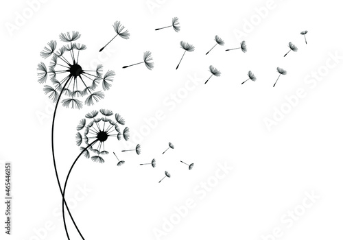 Set of hand drawn dandelion flowers. Abstract floral summer posters, wall art isolated on white background,  Creative vector illustration