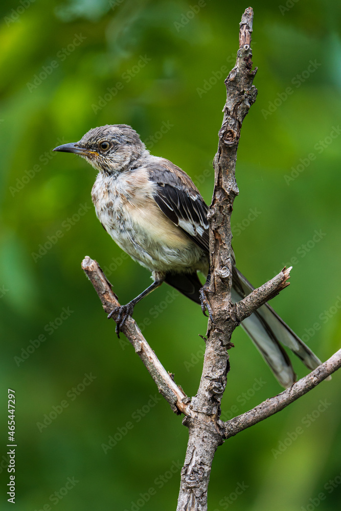 Obraz premium A Mockingbird looking a bit ragged.