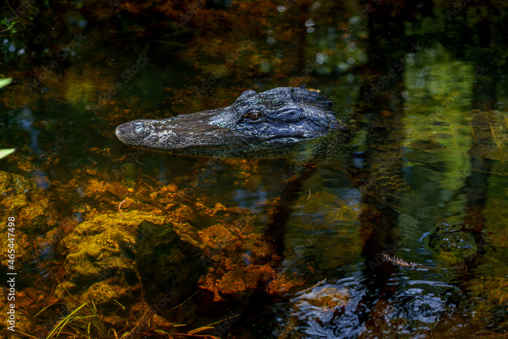 Alligator closeup shot in Florida's Everglades Alligator closeup shot in Florida's Everglades
