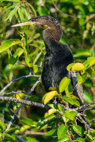 Cormorant warming up in the early morning hours in the Florida Everglades © Ricardo