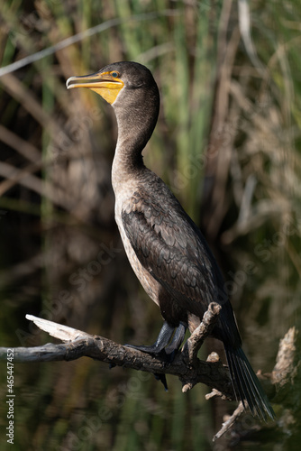 Cormorant warming up in the early morning hours in the Florida Everglades