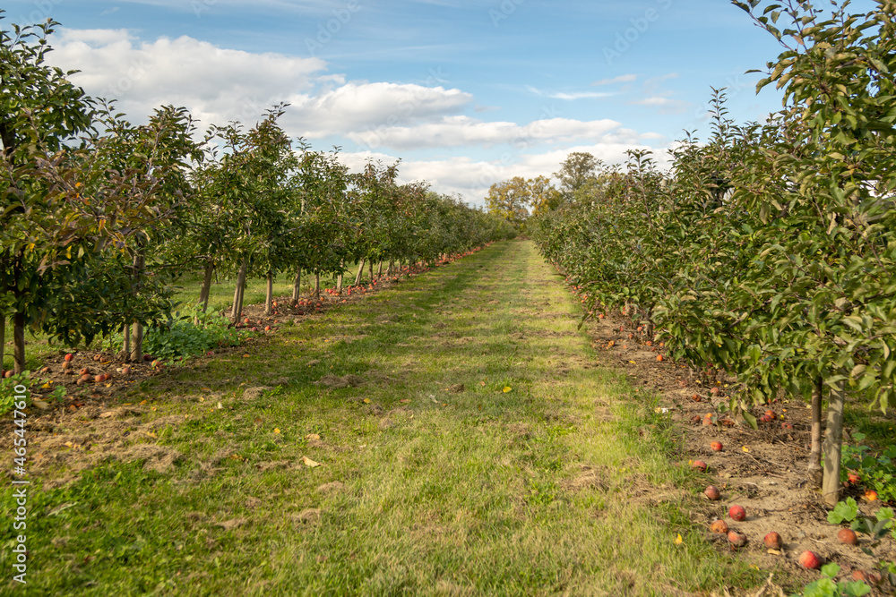 A view through the rows of apple trees in an orchard.