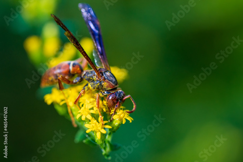 A wasp getting some nectar from garden flowers. © Ricardo