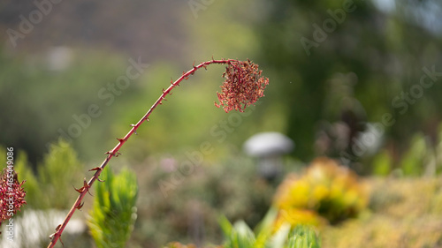 flowers in the forest