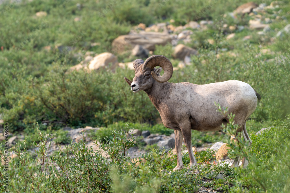 Ram bighorn sheep along the Grinnell Glacier Trail in Glacier National Park Montana Ram bighorn sheep along the Grinnell Glacier Trail in Glacier National Park Montana