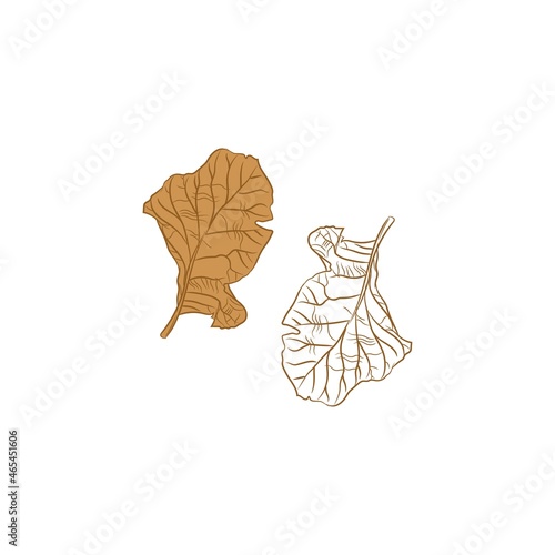 Tropical leaves on white background. Vector illustration.