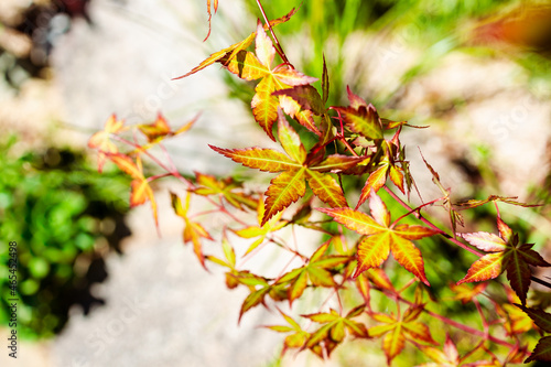 close-up of japanese maple plant outdoor in sunny backyard © faithie