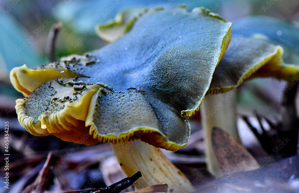 Naklejka premium Fungi in the Wonthaggi Wetlands Conservation Park in Autumn, mushroom which may also be a toadstool