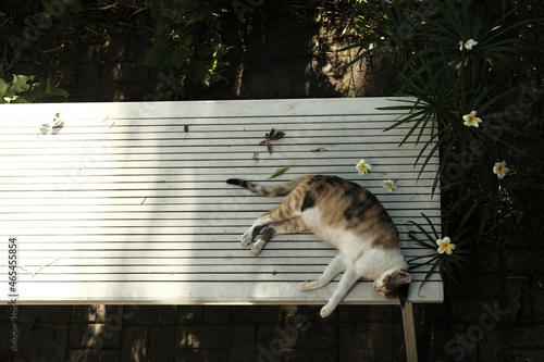 Fotografie, Obraz View Of A Cat