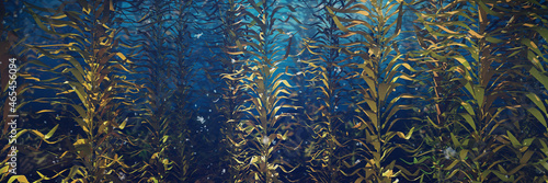 beautiful kelp forest, brown algae seaweed  photo