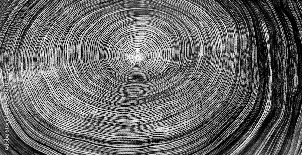 Black gray white tree ring pattern texture background. Tree rings from a cut tree trunk. Black gray white tree ring pattern texture background. Tree rings from a cut tree trunk.