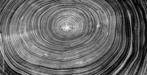 Black gray white tree ring pattern texture background. Tree rings from a cut tree trunk.