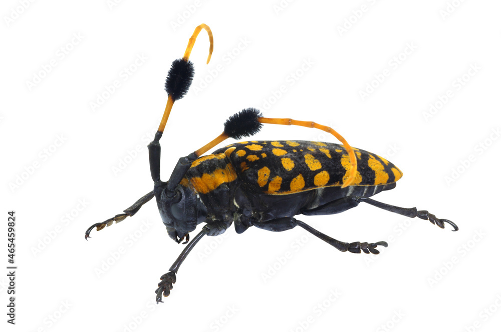 Fototapeta premium Common Tuft-bearing Longhorn beetle, Aristobia approximator, isolated on white background