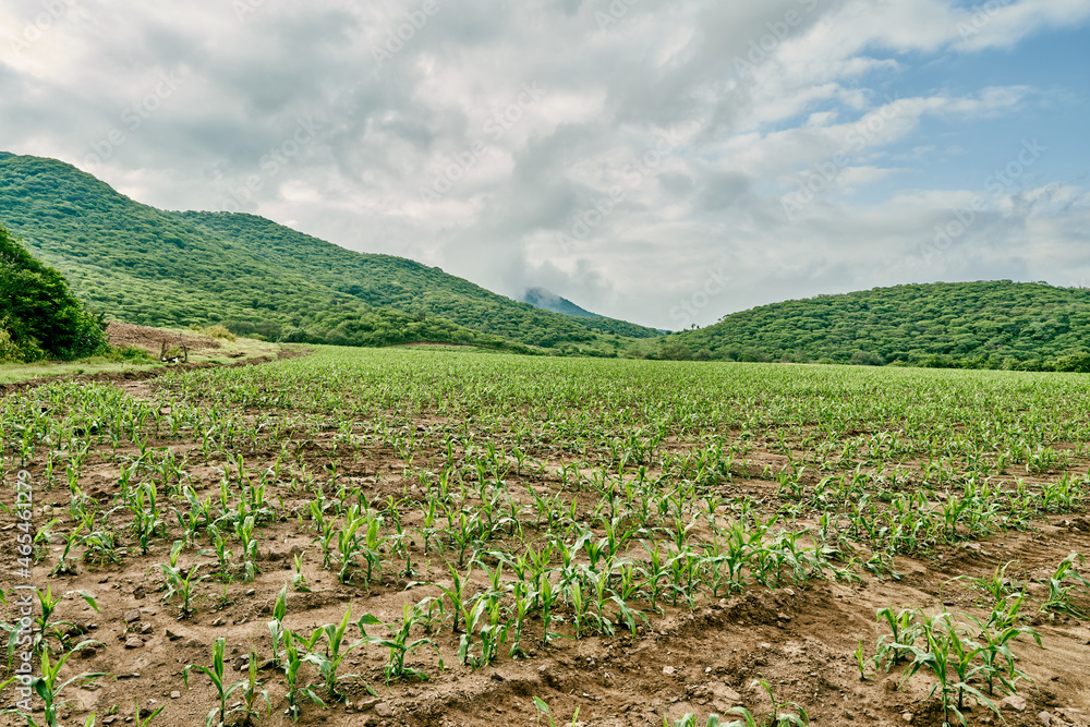 Landscape of a corn plantation to grow grain for biodegradable fuel