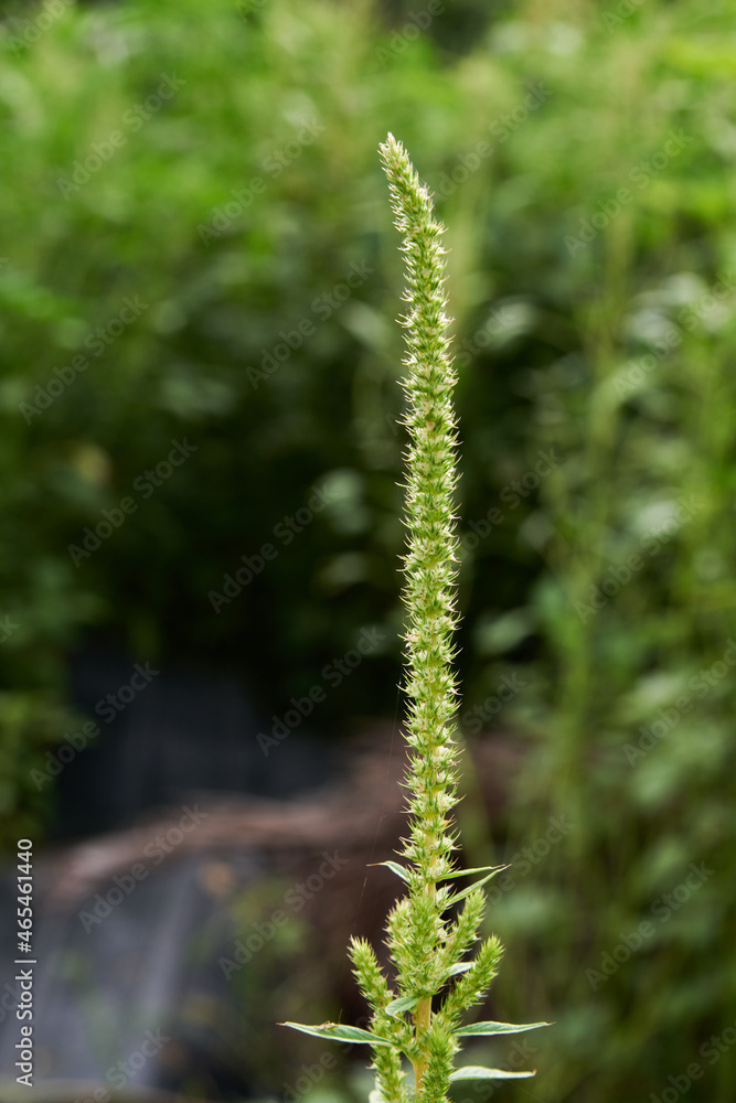 Herringbone of green color rural wild field concept Herringbone of green color rural wild field concept