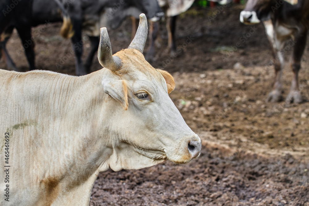 Portrait of a young cow posing inside a corral on a ranch Portrait of a young cow posing inside a corral on a ranch