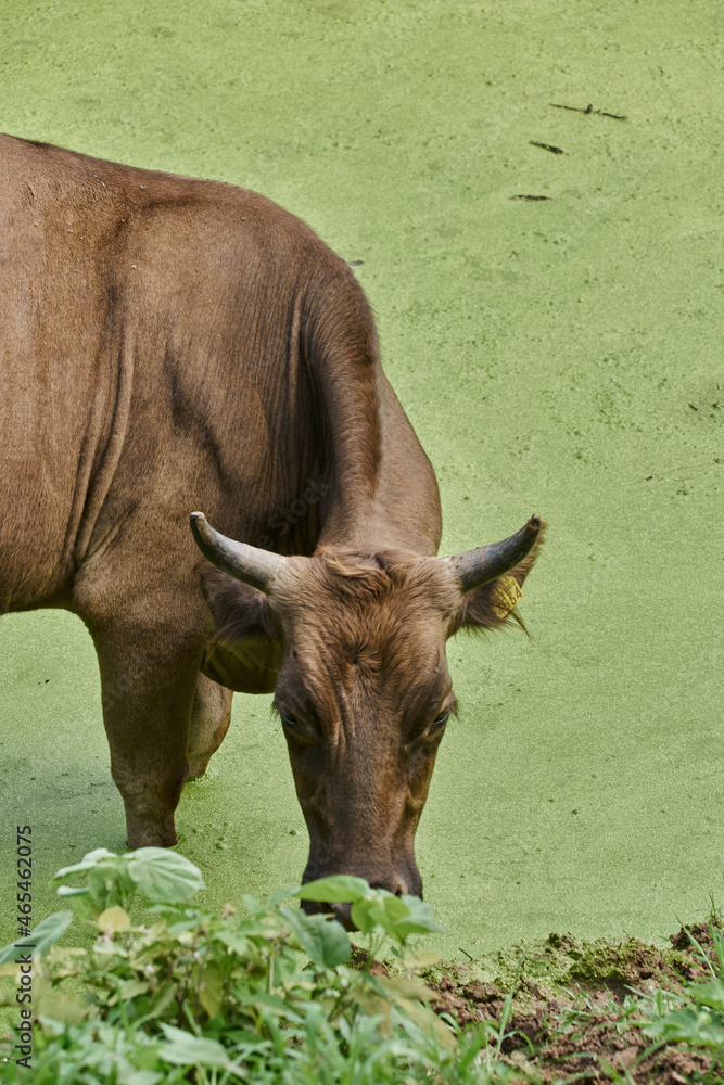 Obraz premium Portrait of a Bull Drinking Water from a Manger on a Ranch