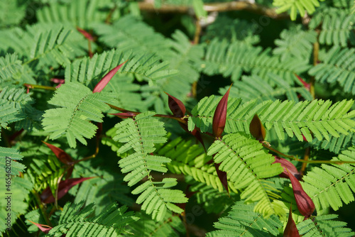 Green shrub with very sharp reddish-colored thorns