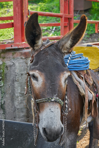 Portrait of a donkey posing inside a corral in a rural ranch © GERMAN