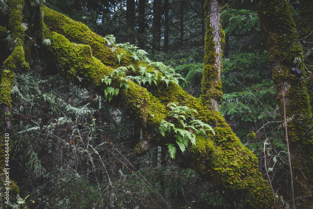 Fototapeta premium Sword Ferns Growing Out of an bark tree covered with moss