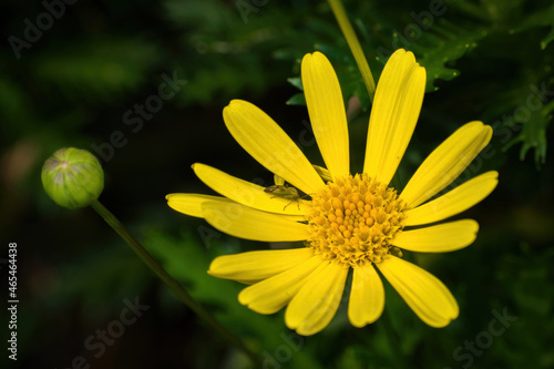 Photography Nezara pollinate compositae in shanghai china