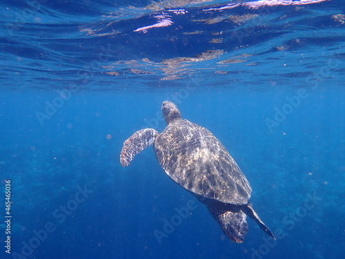 Large Green Turtle coming up for air