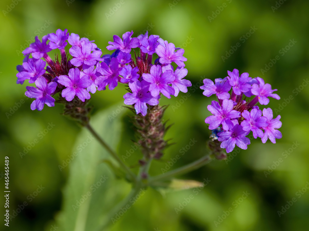 Verbena in shanghai china