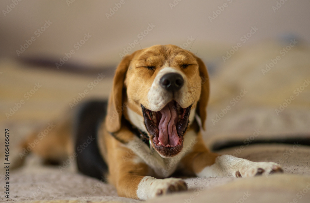 picture of a beagle dog