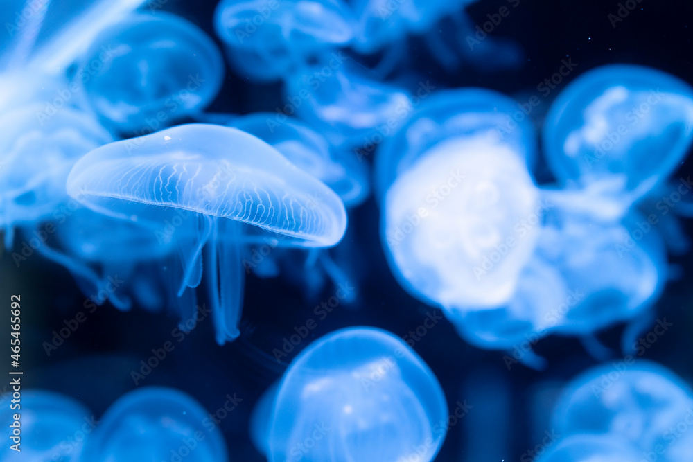 Aurelia aurita swimming underwater shots glowing jellyfish moving in water pattern. Aurelia aurita swimming underwater shots glowing jellyfish moving in water pattern.