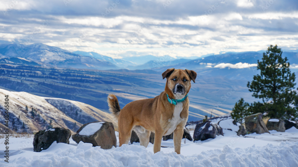 Lookout Dog