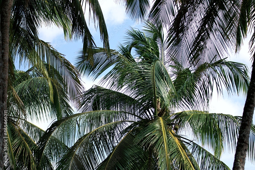 Fototapeta premium Palmen auf blauen Himmel