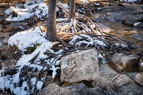 Roots and Rocks
